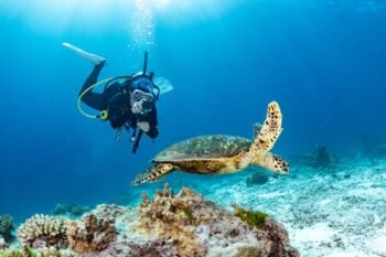 A scuba diver taking a photo of a Hawksbill Turtle swimming over coral reef in the blue sea as part of their adventure travel experience