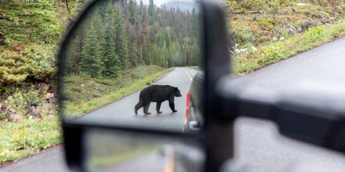 a black bear crossing the road in Jasper National Park, Canada, where visitors are advised to buy travel insurance for Canada